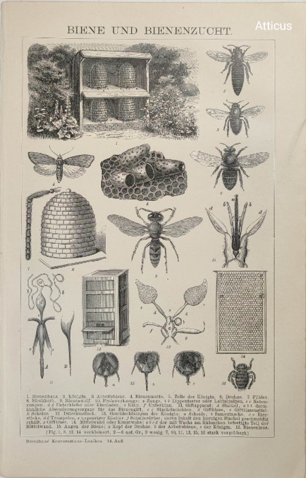 [rycina, 1901] Bienen und Bienenzucht [Pszczoły. Pszczelarstwo]