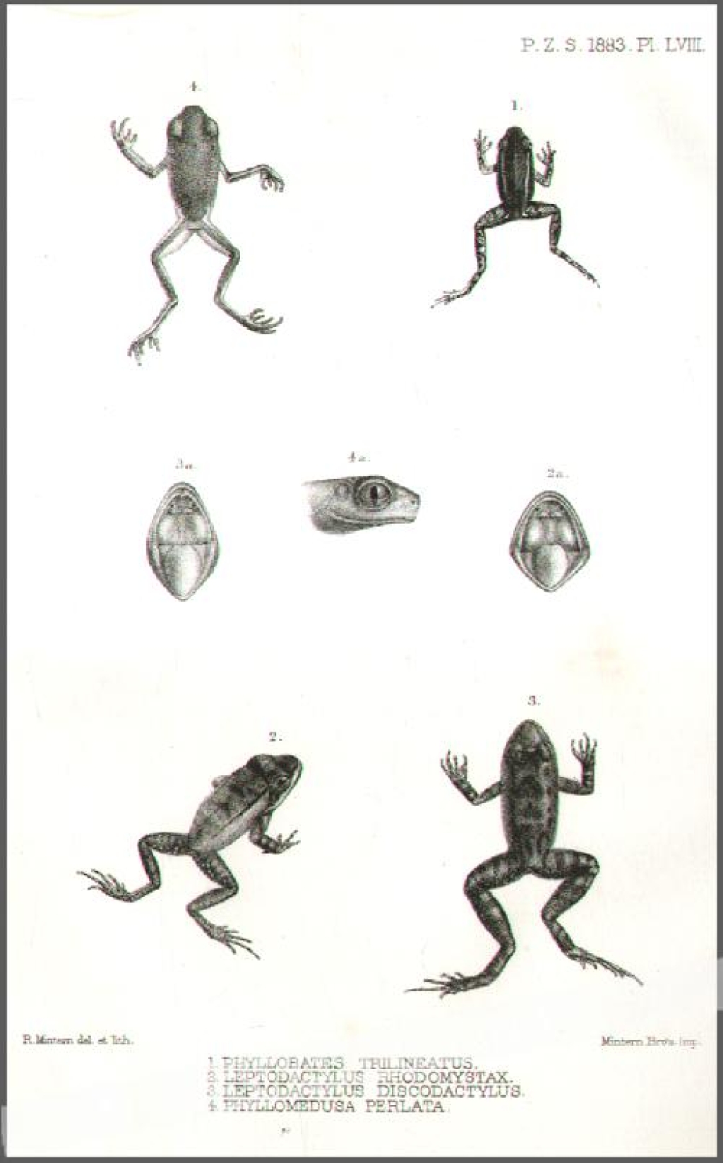 [rycina, 1883] 1. Phyllobates Trilineatus2. Leptodactylus Rhodomystax3. Leptodactylus Discodactylus4. Phyllomedusa Perlata  [żaby, Ameryka Południowa]