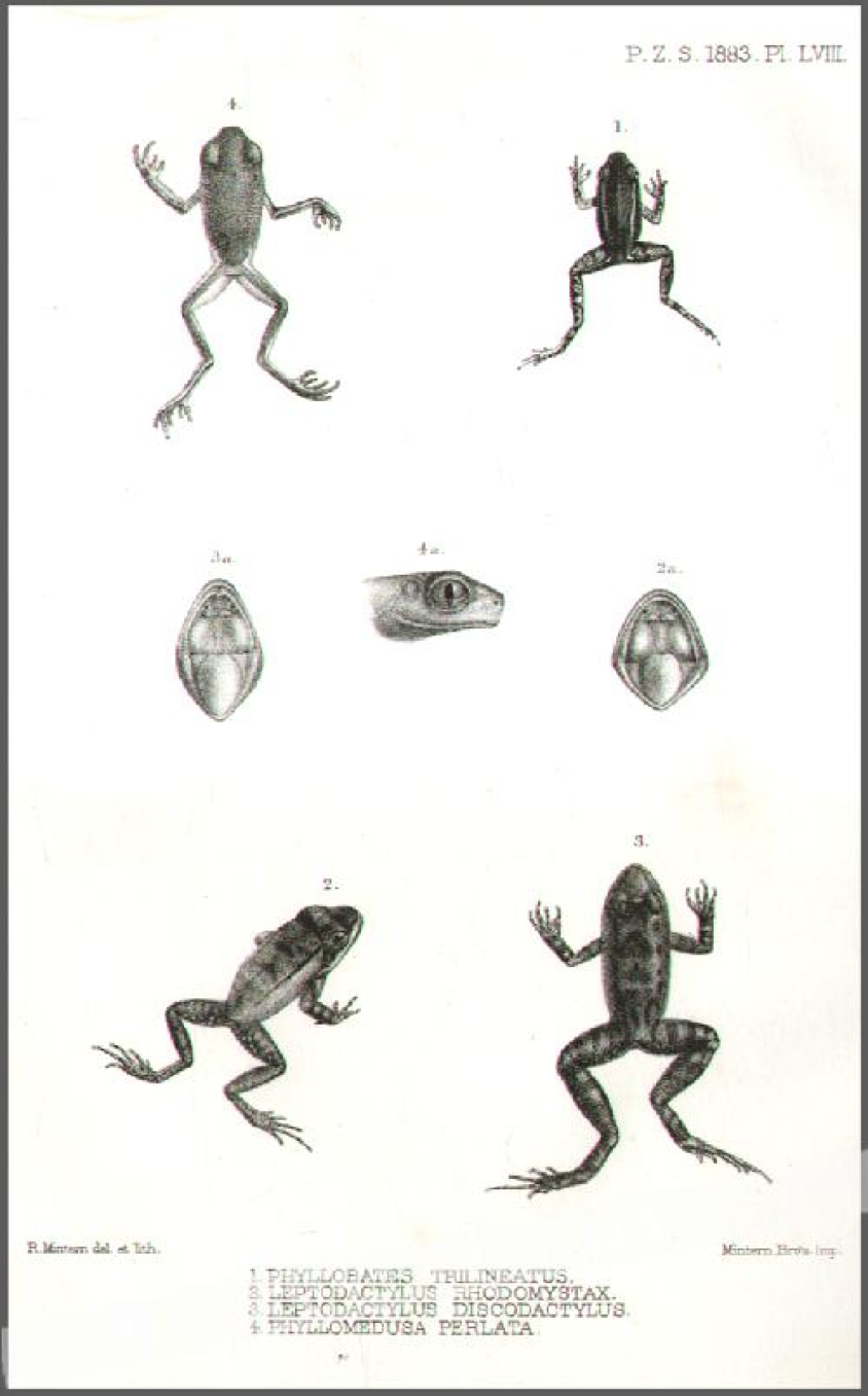 [rycina, 1883] 1. Phyllobates Trilineatus 2. Leptodactylus Rhodomystax 3. Leptodactylus Discodactylus 4. Phyllomedusa Perlata  [żaby, Ameryka Południowa]