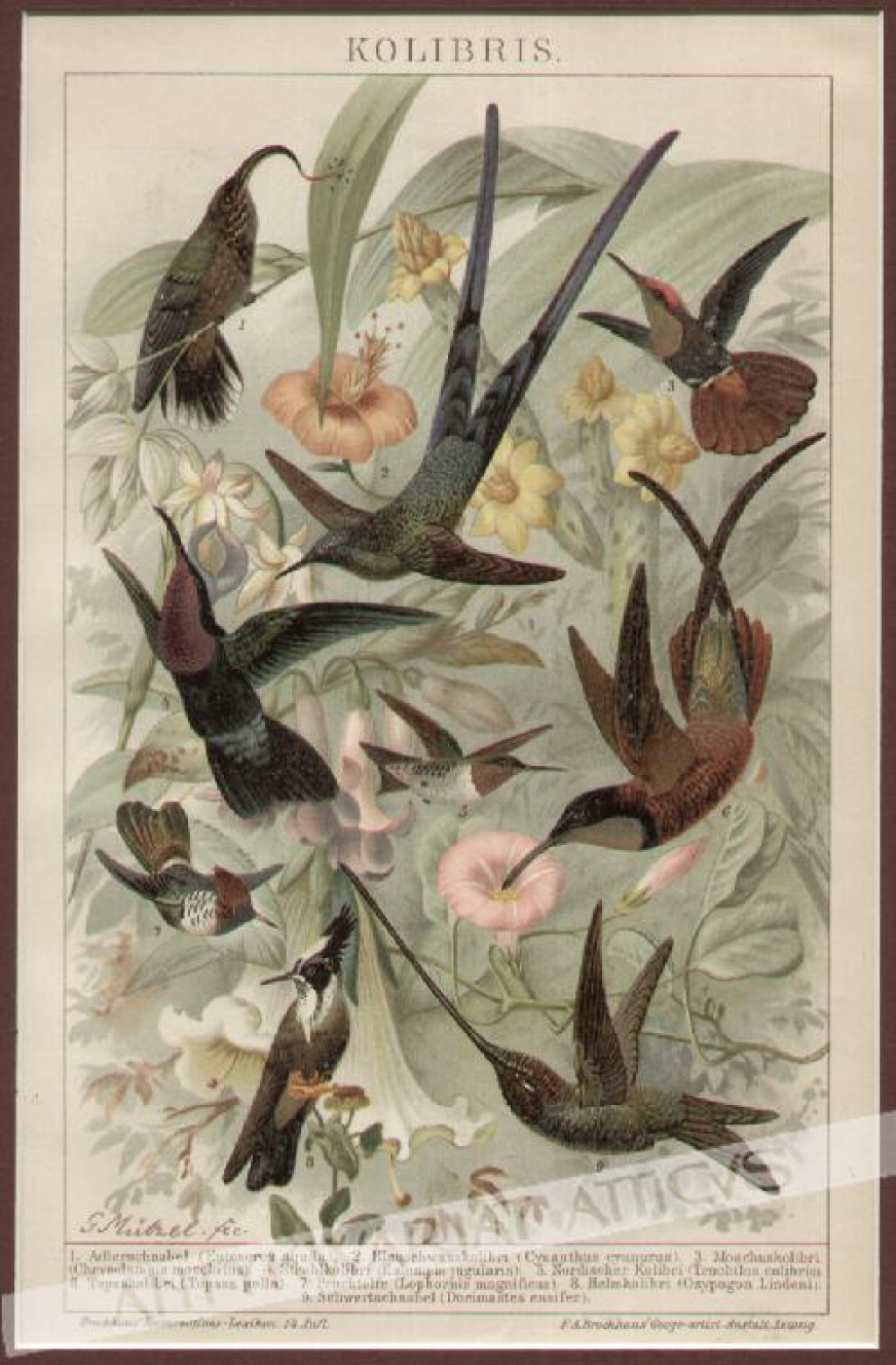 [rycina, 1895] Kolibris [kolibry]