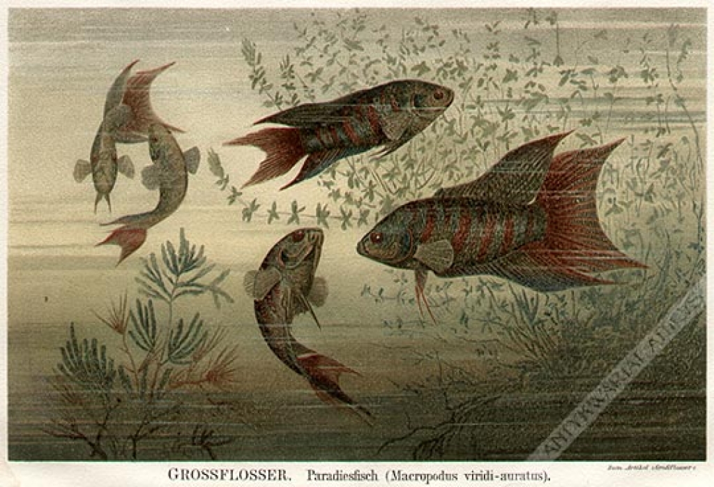 [rycina, 1895] Grossflosser. Paradiesfisch (Macropodus viridi-auratus).  [ryby akwariowe]