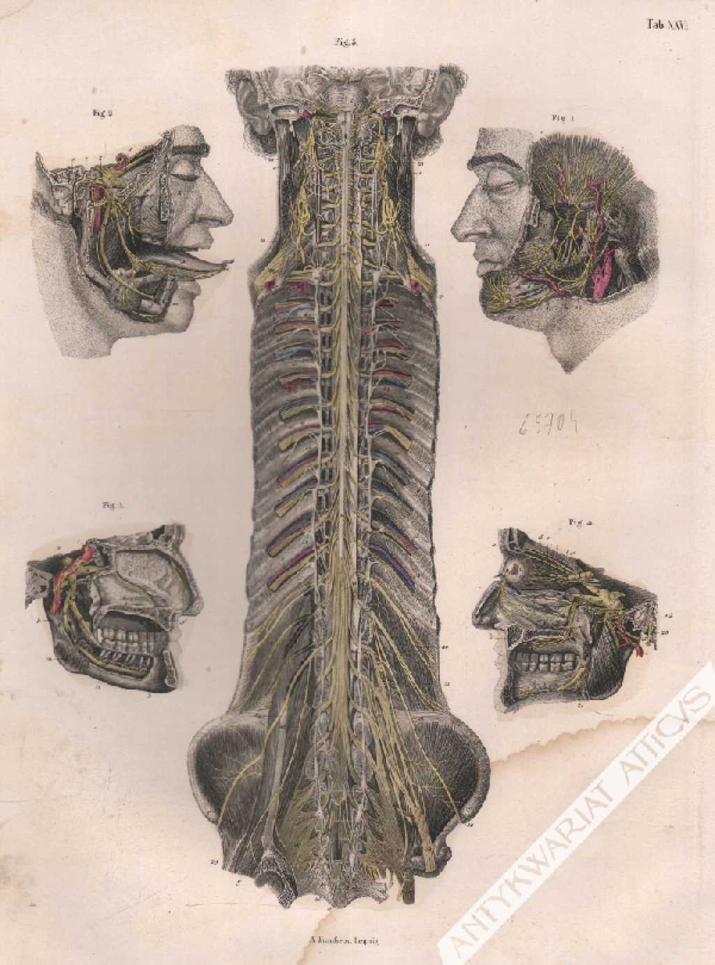 [rycina, 1871] Die Nerven des Kopfes und die Anfange der Ruckenmarksnerven