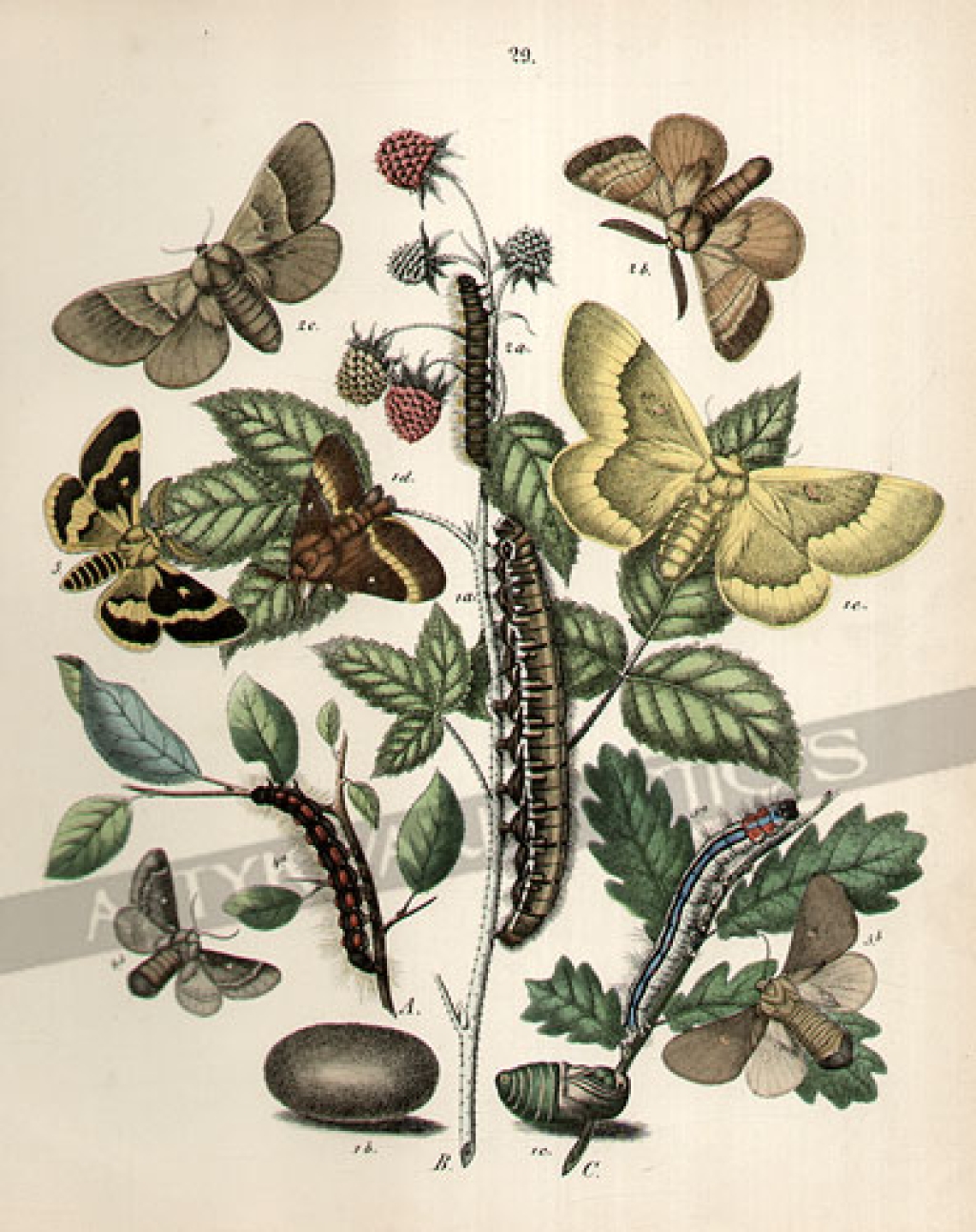 [rycina, 1882] [Butterflies (Lasiocampidae) and caterpillars on Raspberry, Oak & Sloe plants]