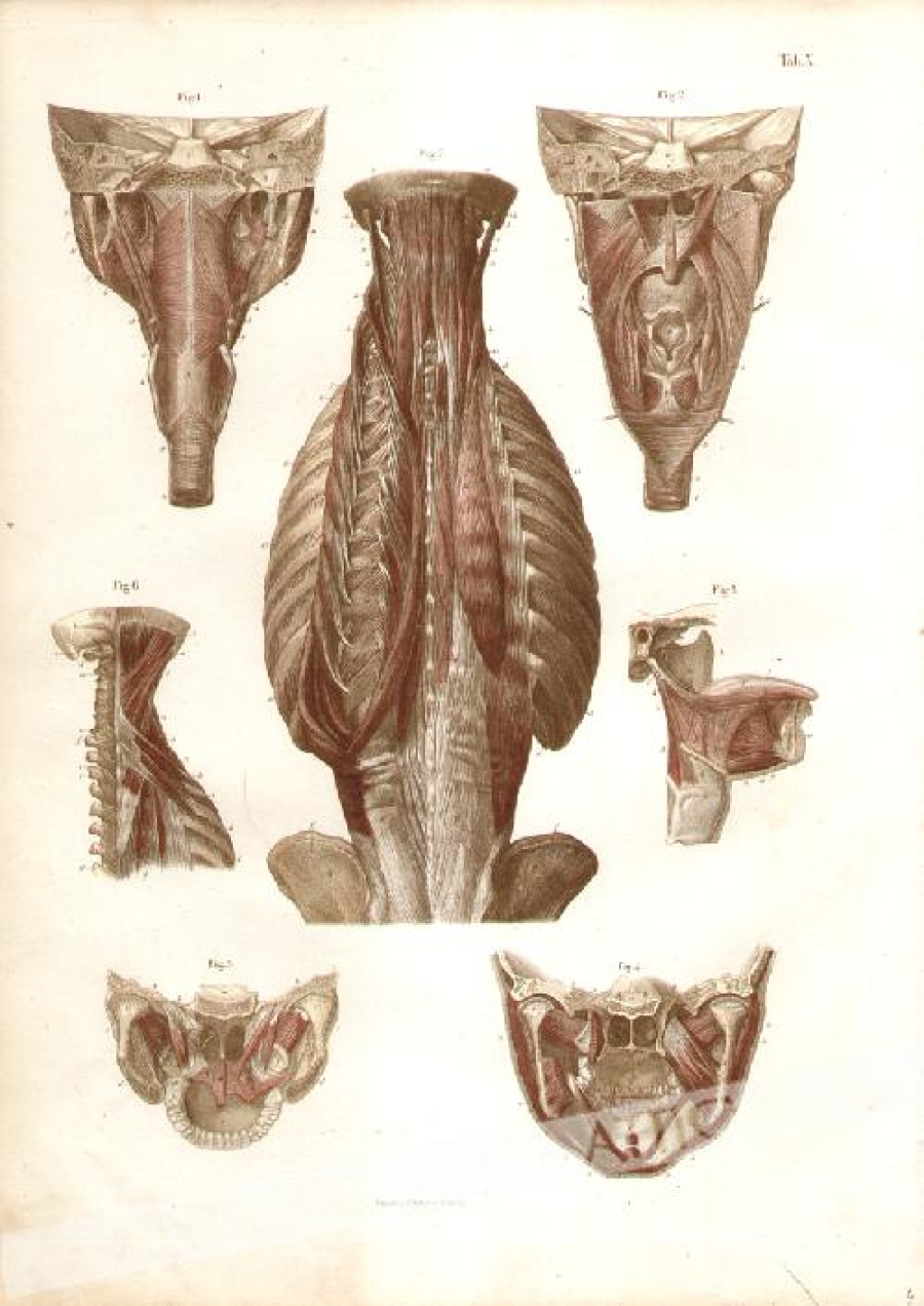 [rycina, 1871] [Mięśnie podniebienia, gardła, szyi i pleców] Muskeln des Gaumes, Schlundkopfes, Nackens und Rückens (tab.X)