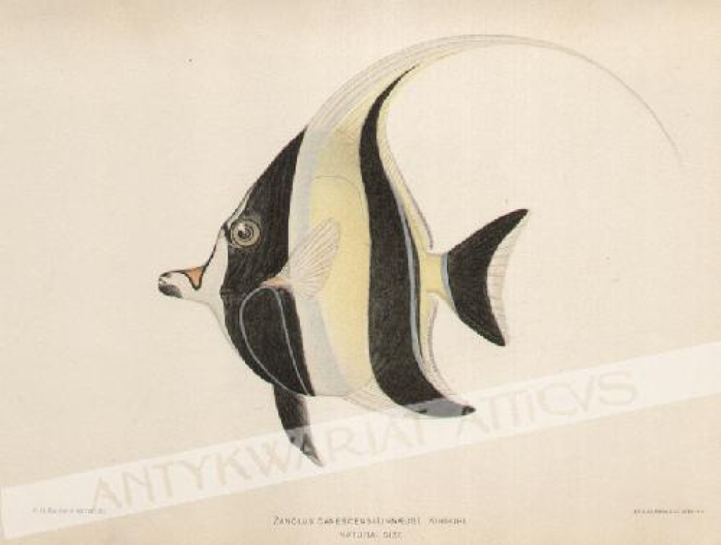 [rycina, 1905] Zanclus Canescens (Linnaeus). Kihikihi.