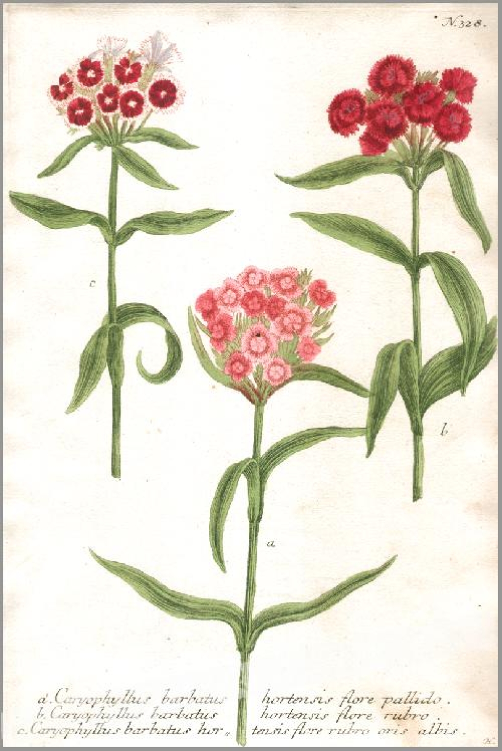 [rycina, 1737-45] a. Caryophyllus barbatus hortensis flore pallido. b. Caryophyllus barbatus hortensis flore rubro. c. Caryophyllus barbatus hortensis flore rubro oris albis. [Goździk brodaty, Dianthus barbatus L.]