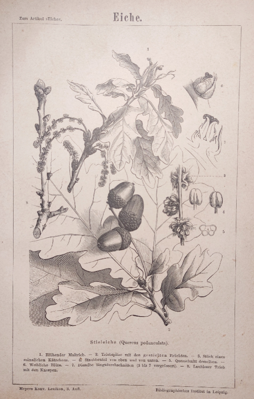 [rycina, 1875] Eiche. Stieleiche (Quercus pedunculata). [Dąb]
