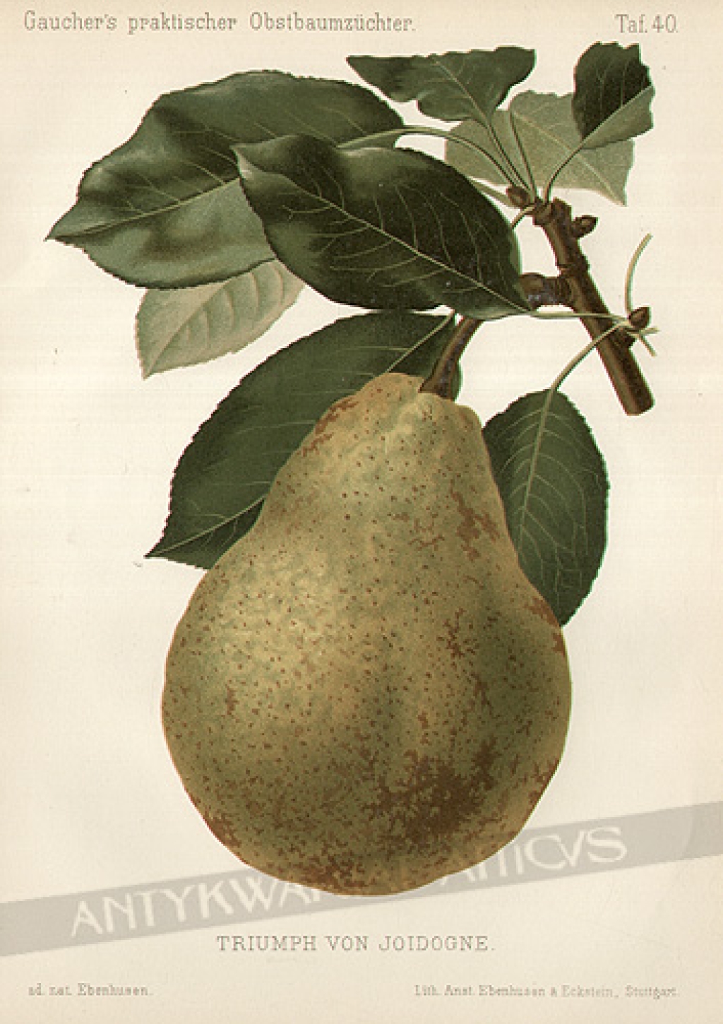 [rycina, 1894] Triumph von Joidogne
