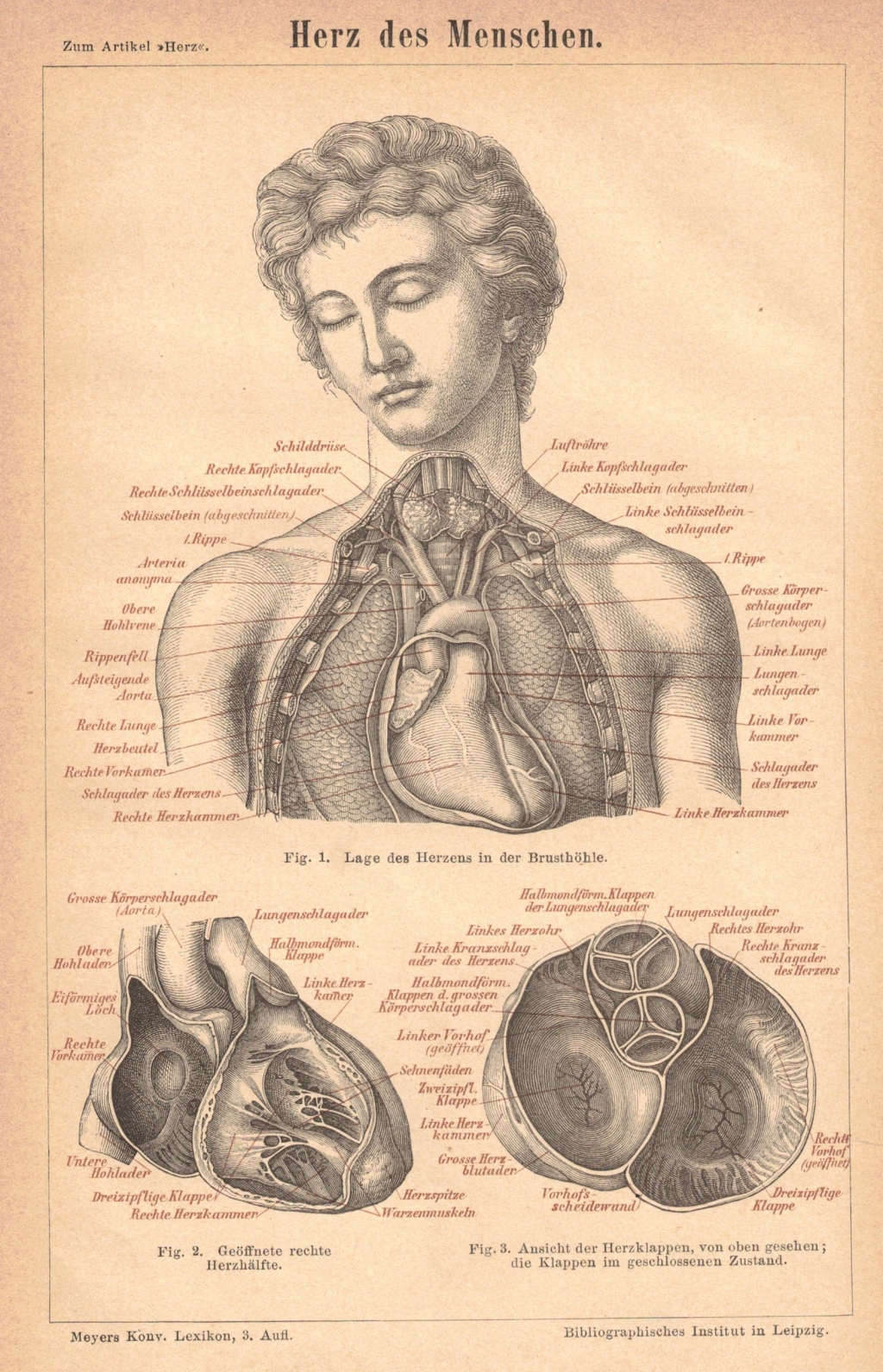 [rycina, 1876] Herz des Menschen [serce człowieka]