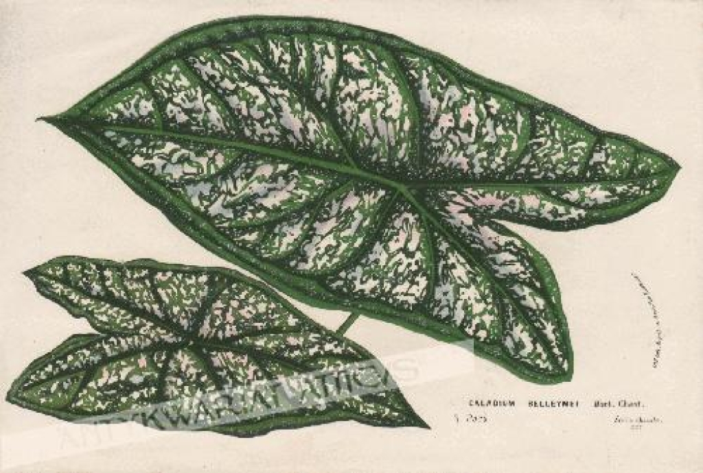[rycina, ok. 1860] Caladium Belleymei [rodzina Obrazkowate]