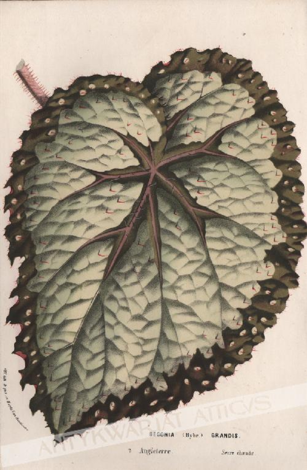 [rycina, ok. 1860] Begonia (Hybr.) Grandis [Begonia Olbrzymia]