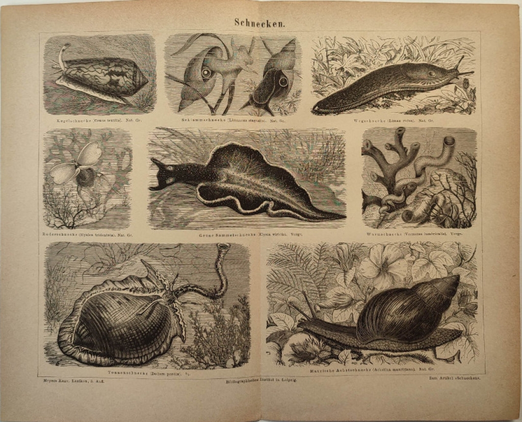 [rycina, 1878] Schnecken [ślimaki]