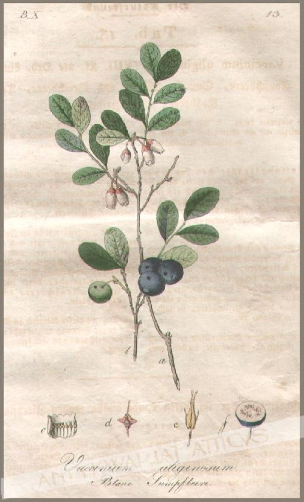 [rycina, 1821] Vaccinium uliginosum. Blaue Rausschbere. [Borówka bagienna]