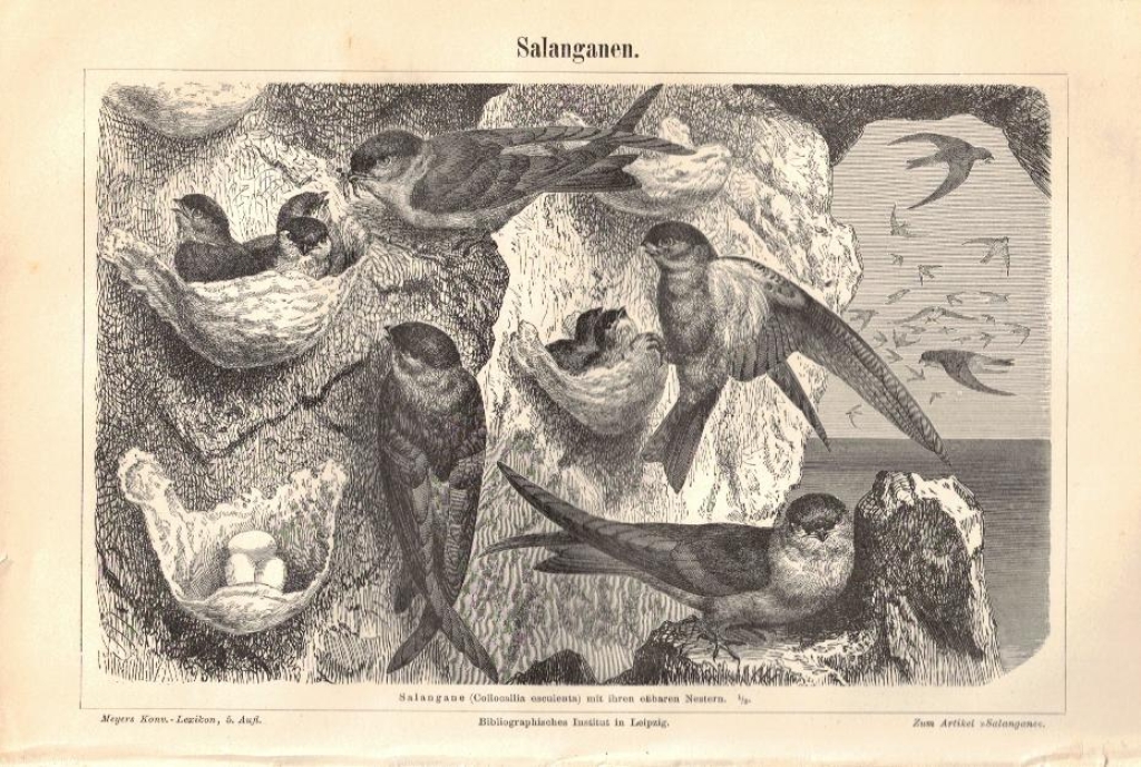 [rycina, 1897] Salanganen. [jerzyki]