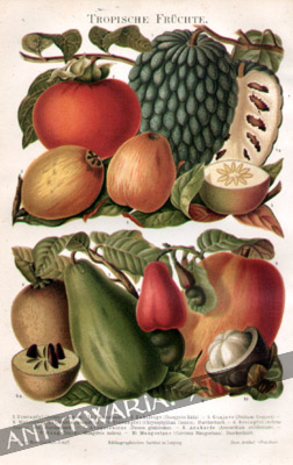 [rycina, 1895] Tropische Fruchte [owoce tropikalne]