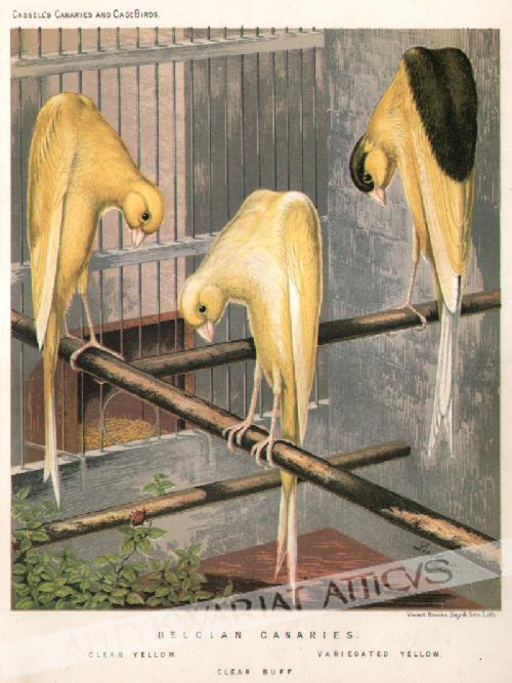 [rycina, ok. 1880] Belgian Canaries [kanarki] 1. Clear Yellow 2. Clear Buff3. Variegated Yellow