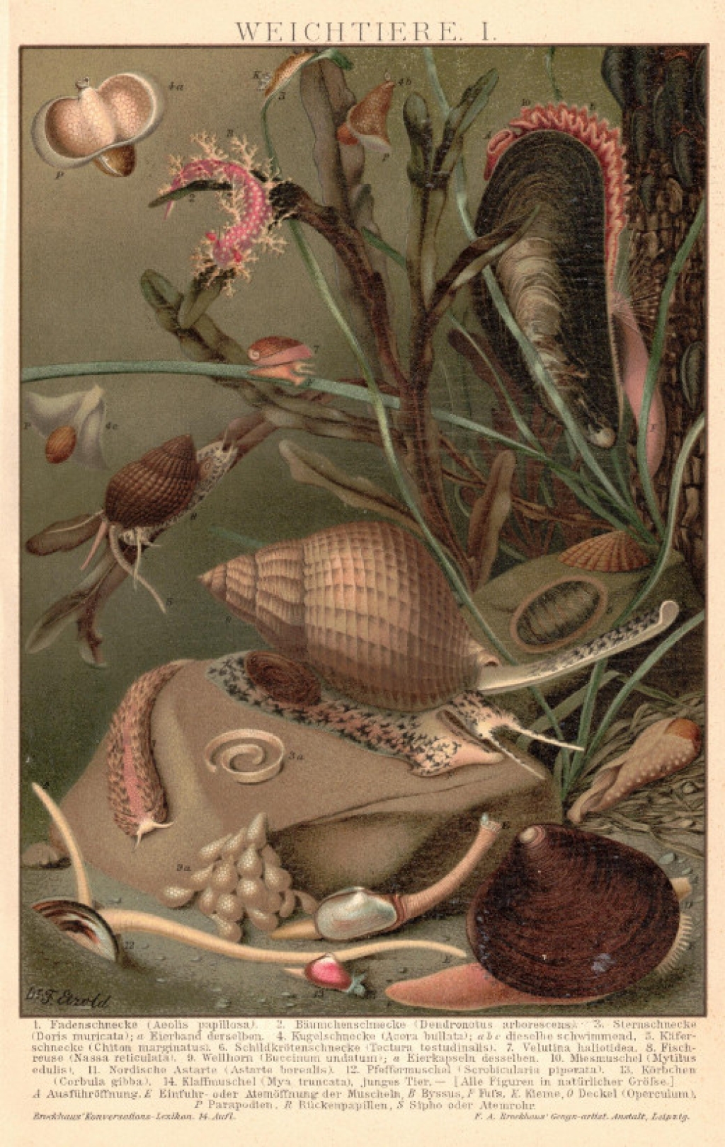 [rycina, 1895] Weichtiere I, II, III [mięczaki]