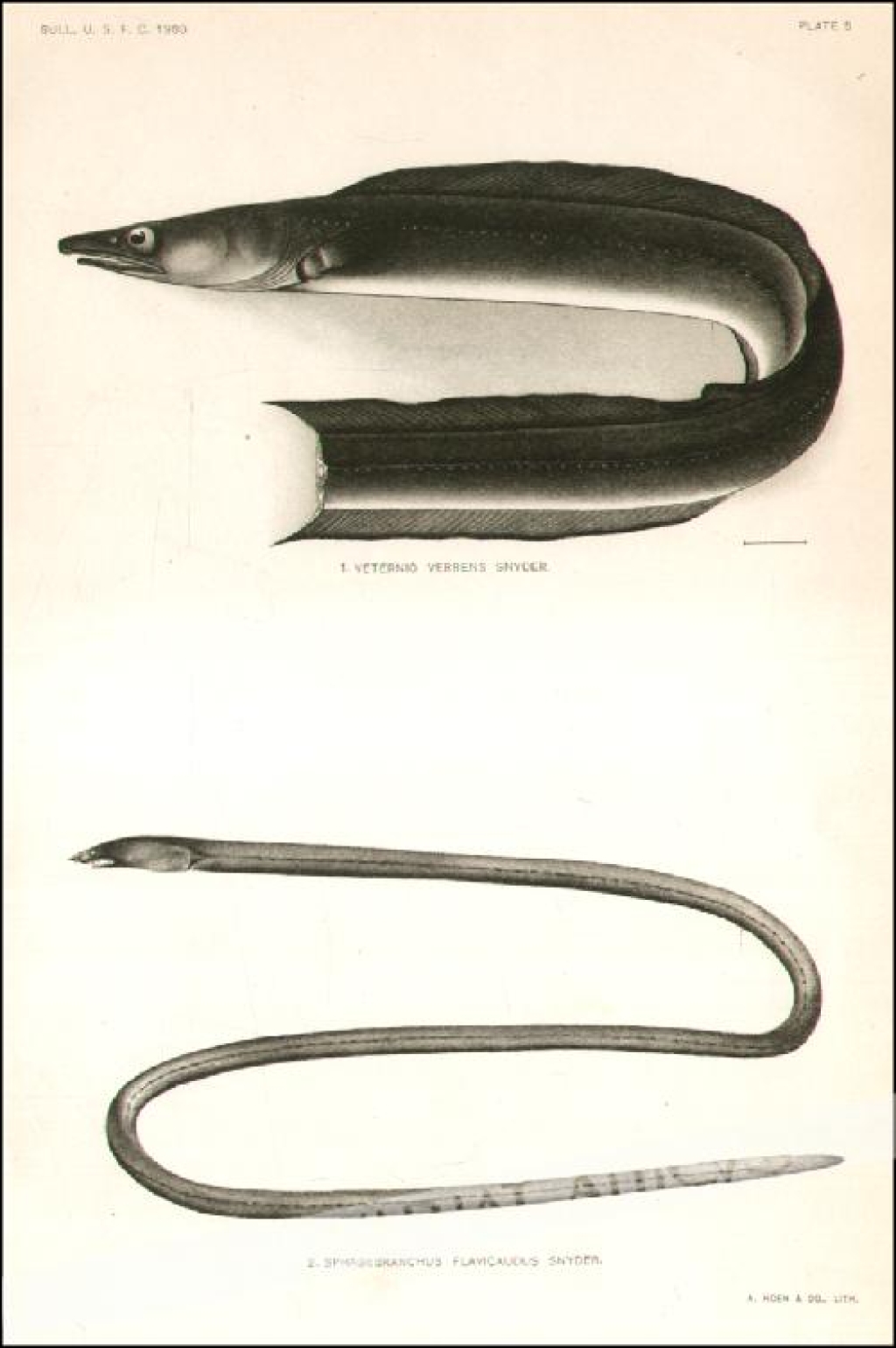 [rycina, 1903] 1. Veternio Verrens Snyder   2. Sphagebranchus Flavicaudus Snyder