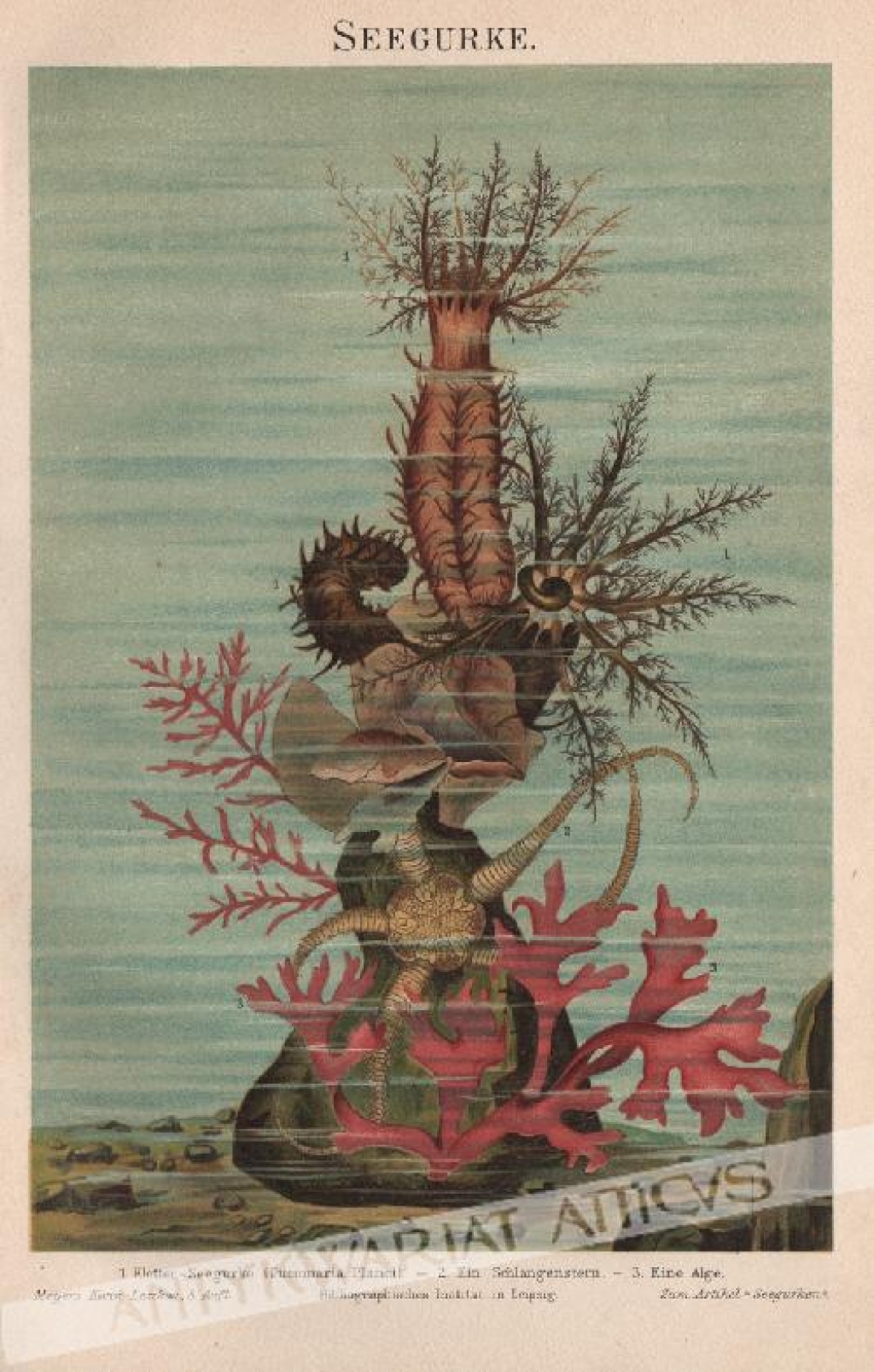 [rycina, 1897] Seegurke [Ogórki morskie - Strzykwy]