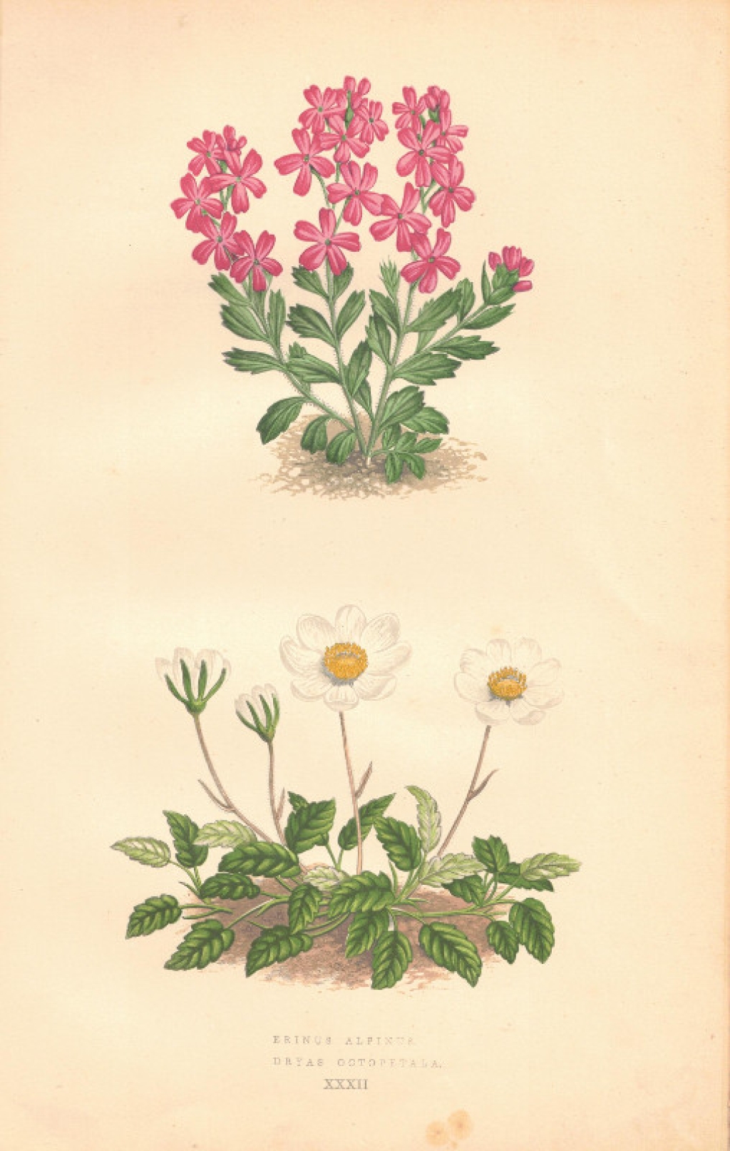 [rycina, 1873] Erinus Alpinus [Erynus alpejski] Dryas Octopetala [Dębik ośmiopłatkowy]