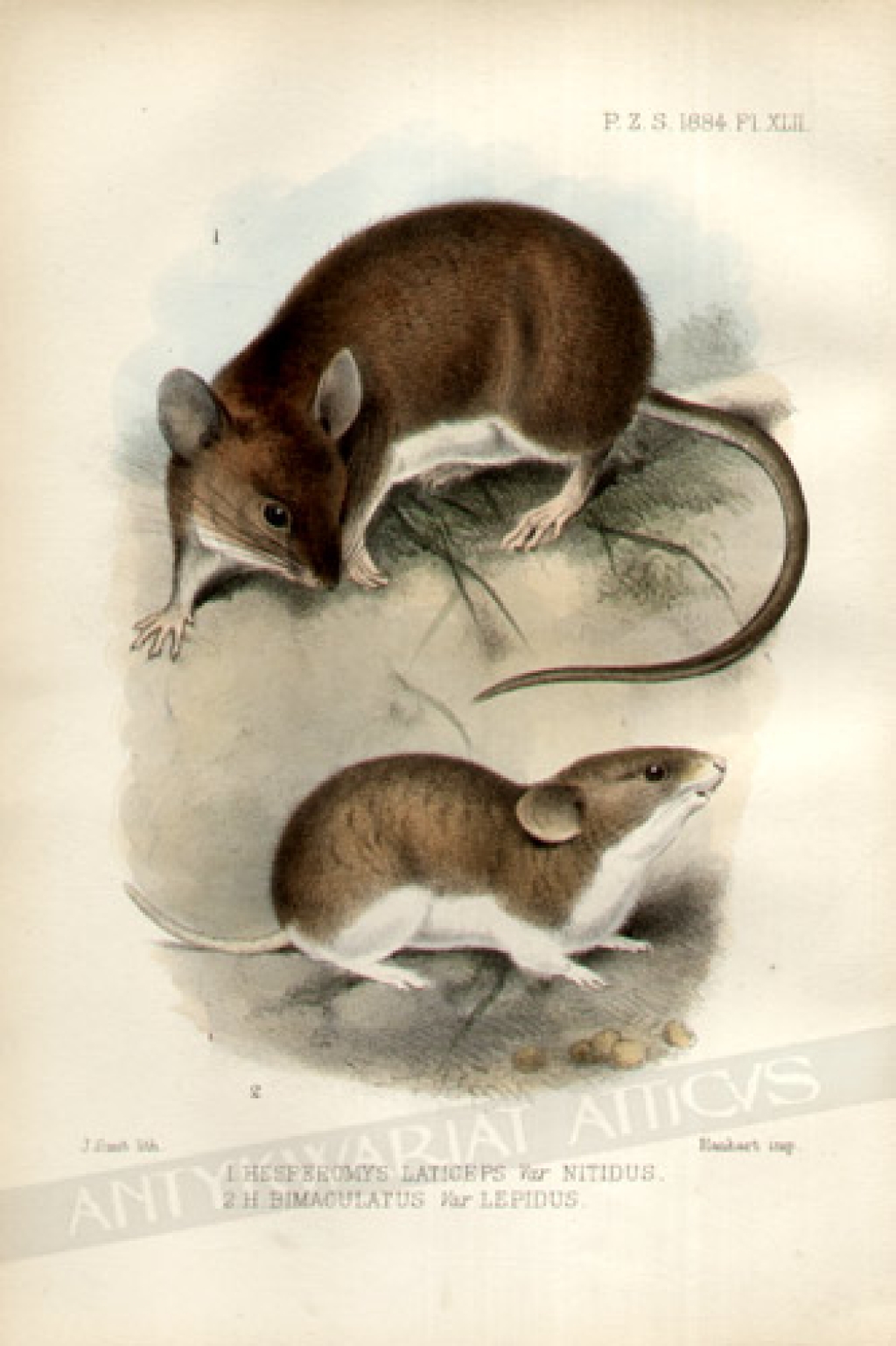 [rycina, 1887] 1.Hesperomys Laticeps var Nitidus 2. H.Bimaculatus var Lepidus