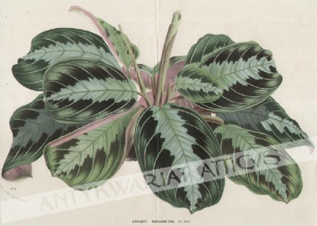 [rycina, ok. 1880] Maranta Massangeana Ed. Morr., Bresil
