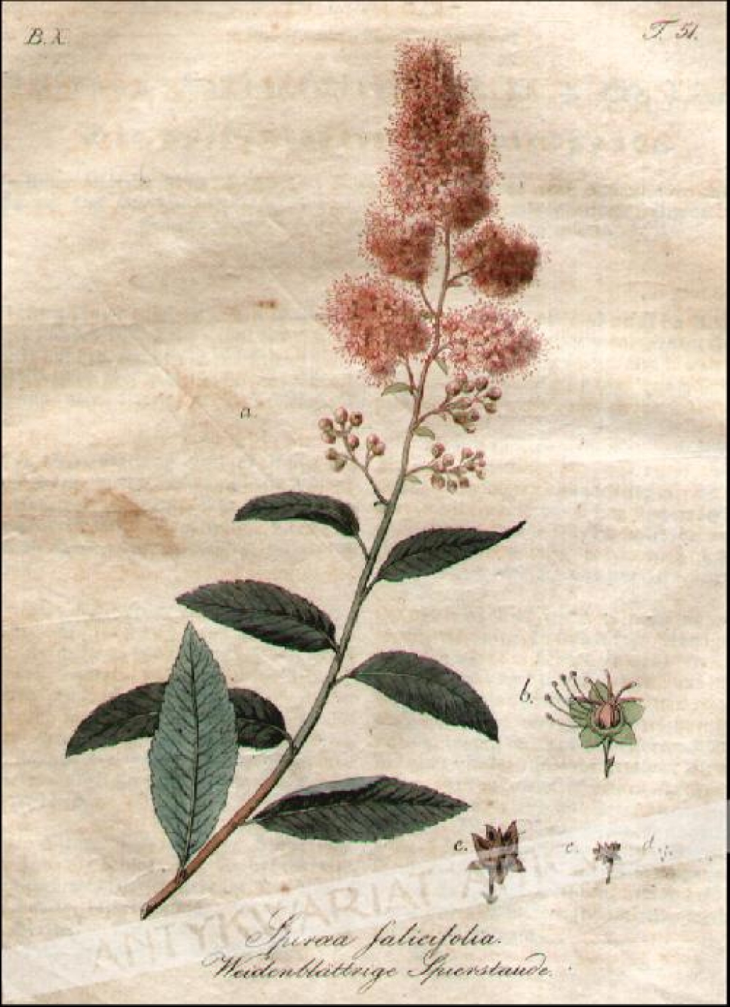 [rycina, 1821] Spiraea Salicifolia. Weidenblattrige Spierstaude [Tawuła wierzbolistna]