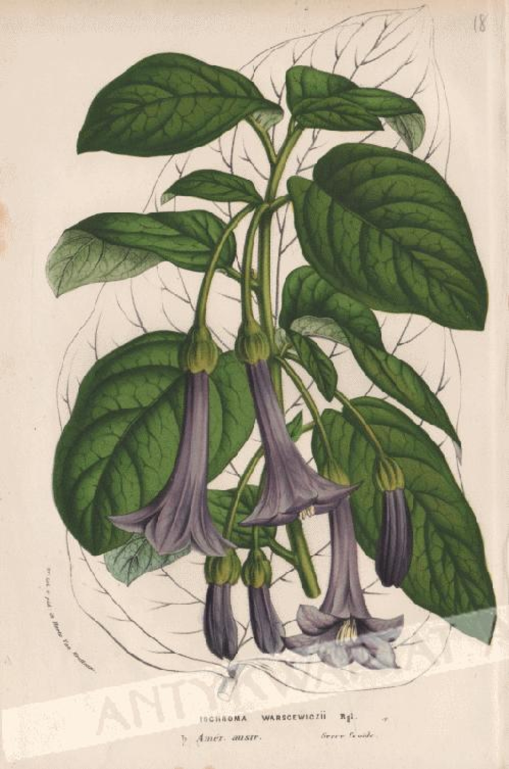 [rycina, ok. 1856] Iochroma Warscewiczii [Datura - Szafirowe Trąby Anielskie]