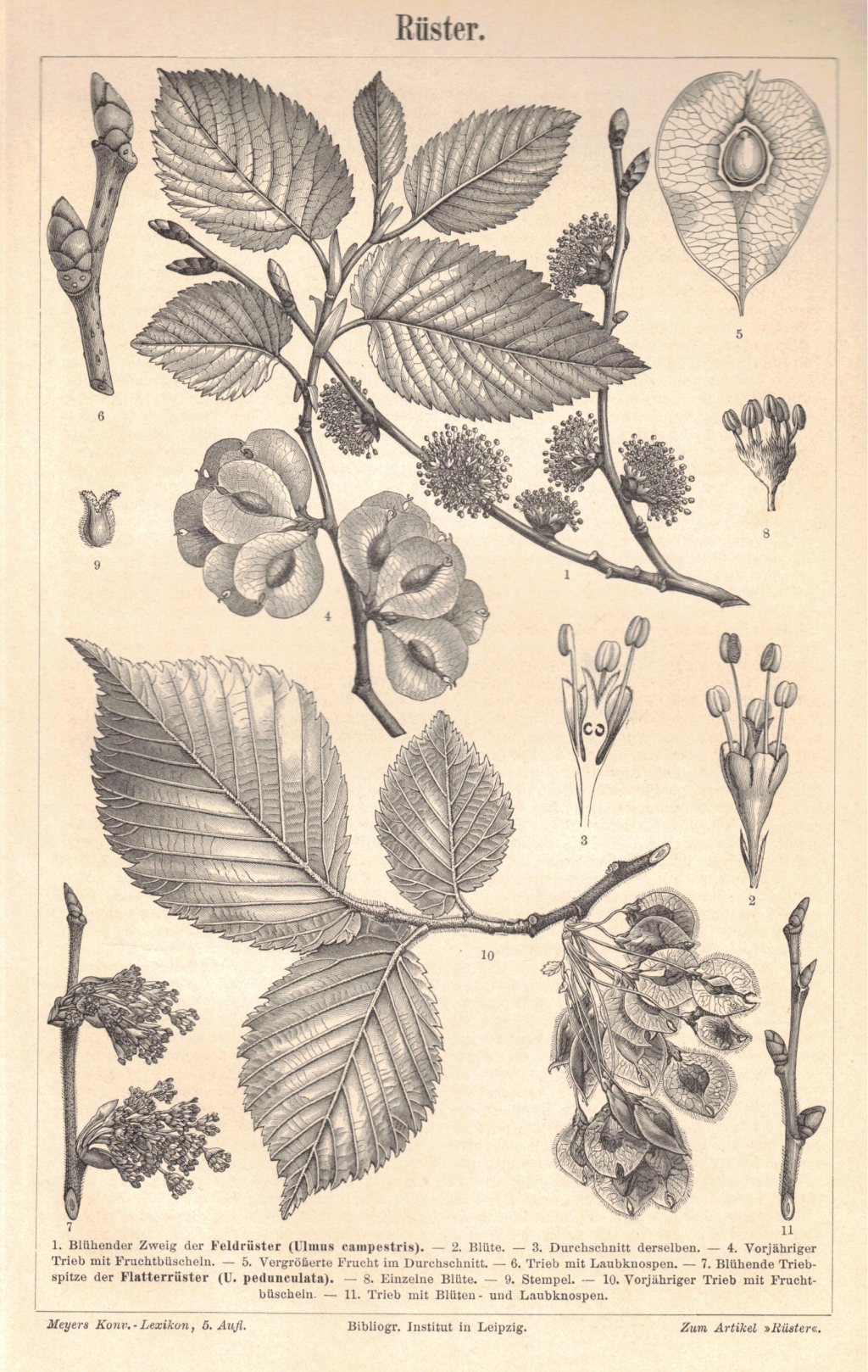 [rycina, 1897] Rüster. [wiąz]
