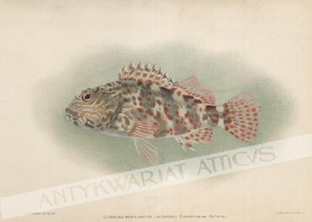 [rycina, 1905] Cirrhites Marmoratus (Lacepede). Oopupoopaa. Oapukai. 