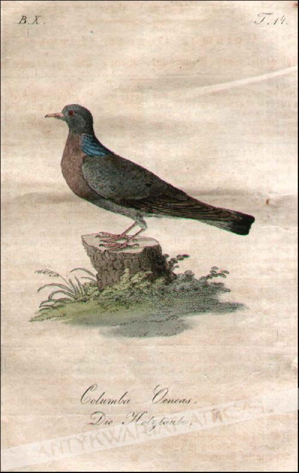[rycina, 1821] Columba Oeneas. Die Holztaube [gołąb siniak]