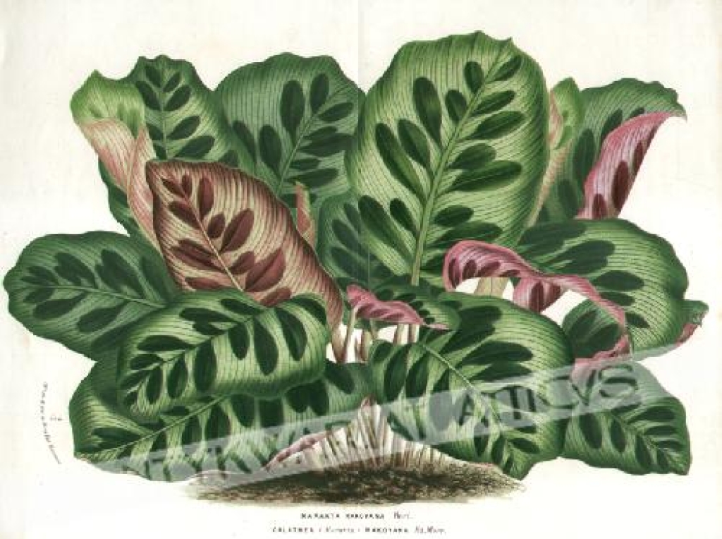 [rycina, ok. 1874] Maranta Makoyana
