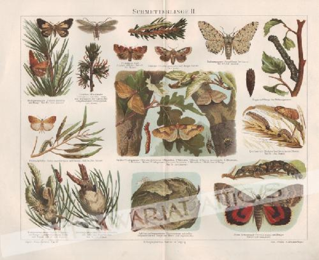 [rycina, 1897] Schmetterlinge II [motyle]