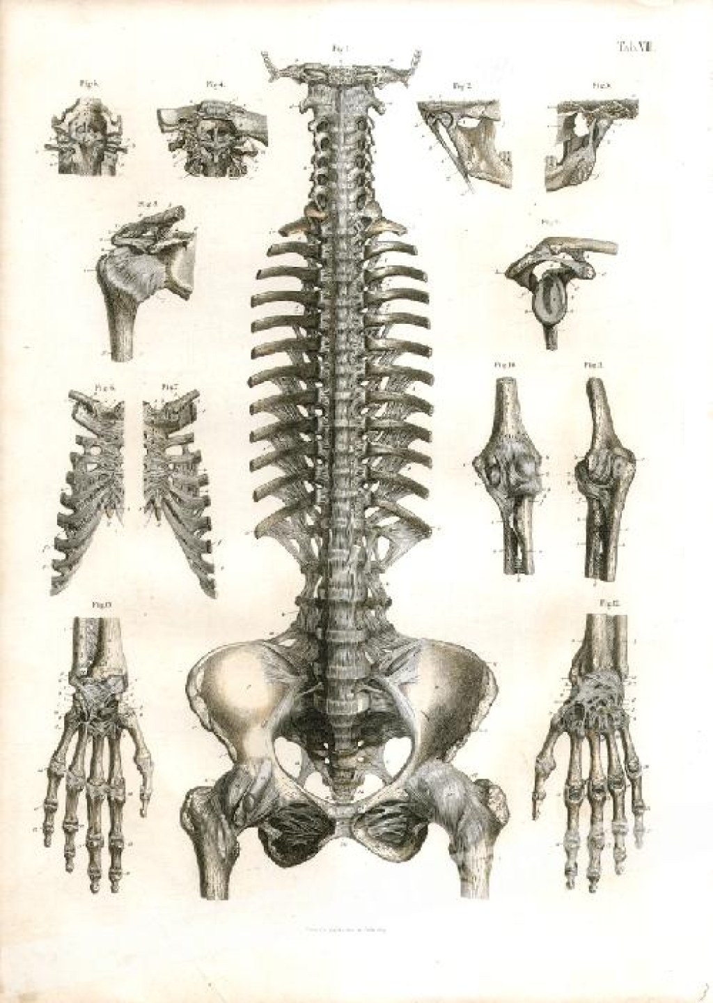 [rycina,1871] [Części głowy, kręgosłupa, miednicy i ręki] Bander des Kopfes, der Wirbelsaule, des Beckens und Armes (tab.VII)