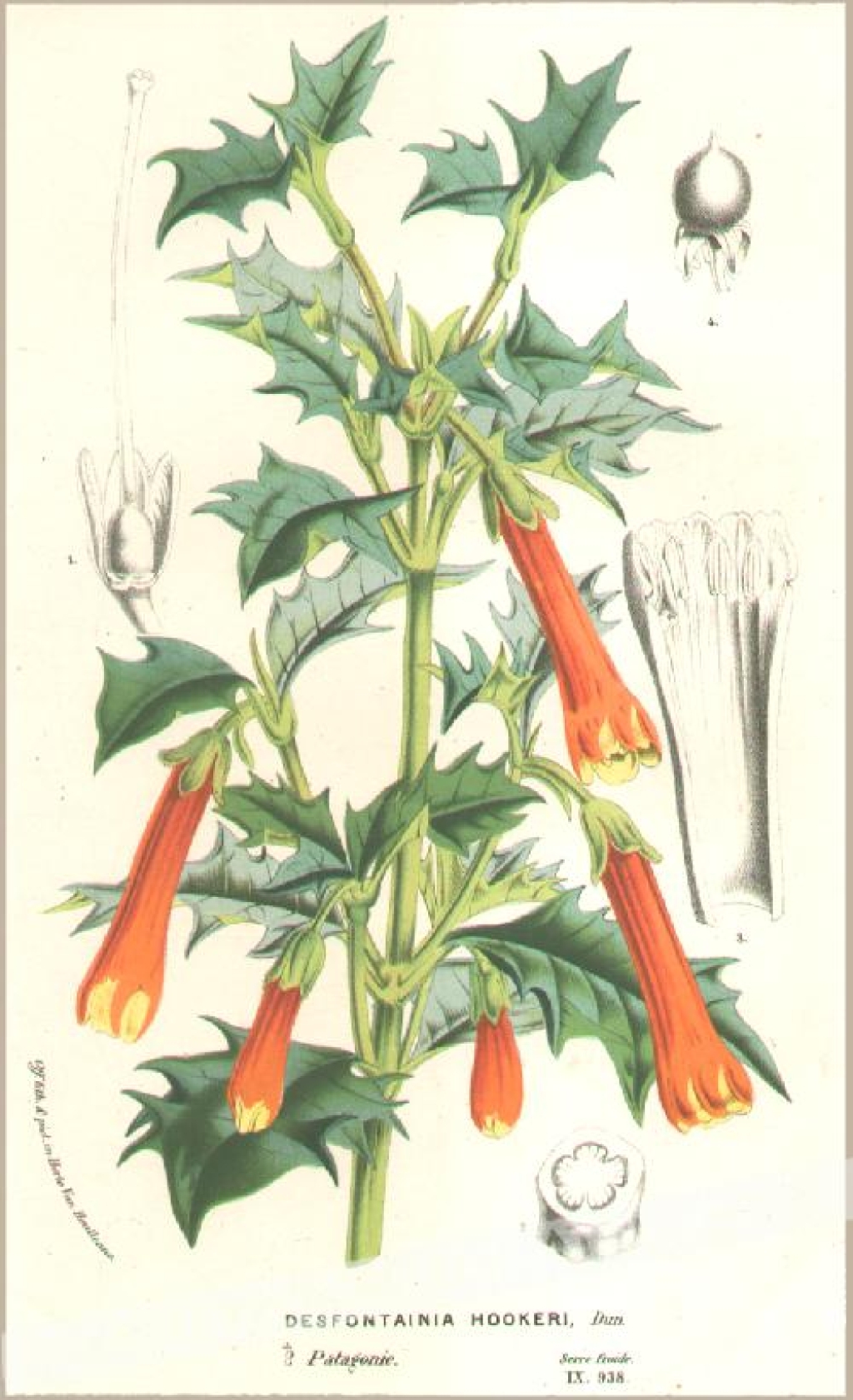 [rycina, ok. 1880] Desfontainia Hookeri