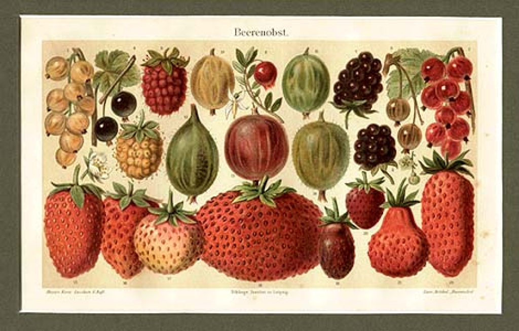 P45 [18176] [rycina, 1906] Beerenobst [owoce jagodowe]