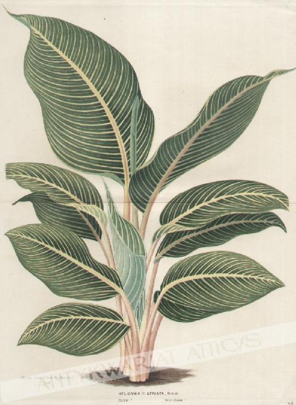 [rycina, ok. 1880] Heliconia (?) Striata, Veitch.