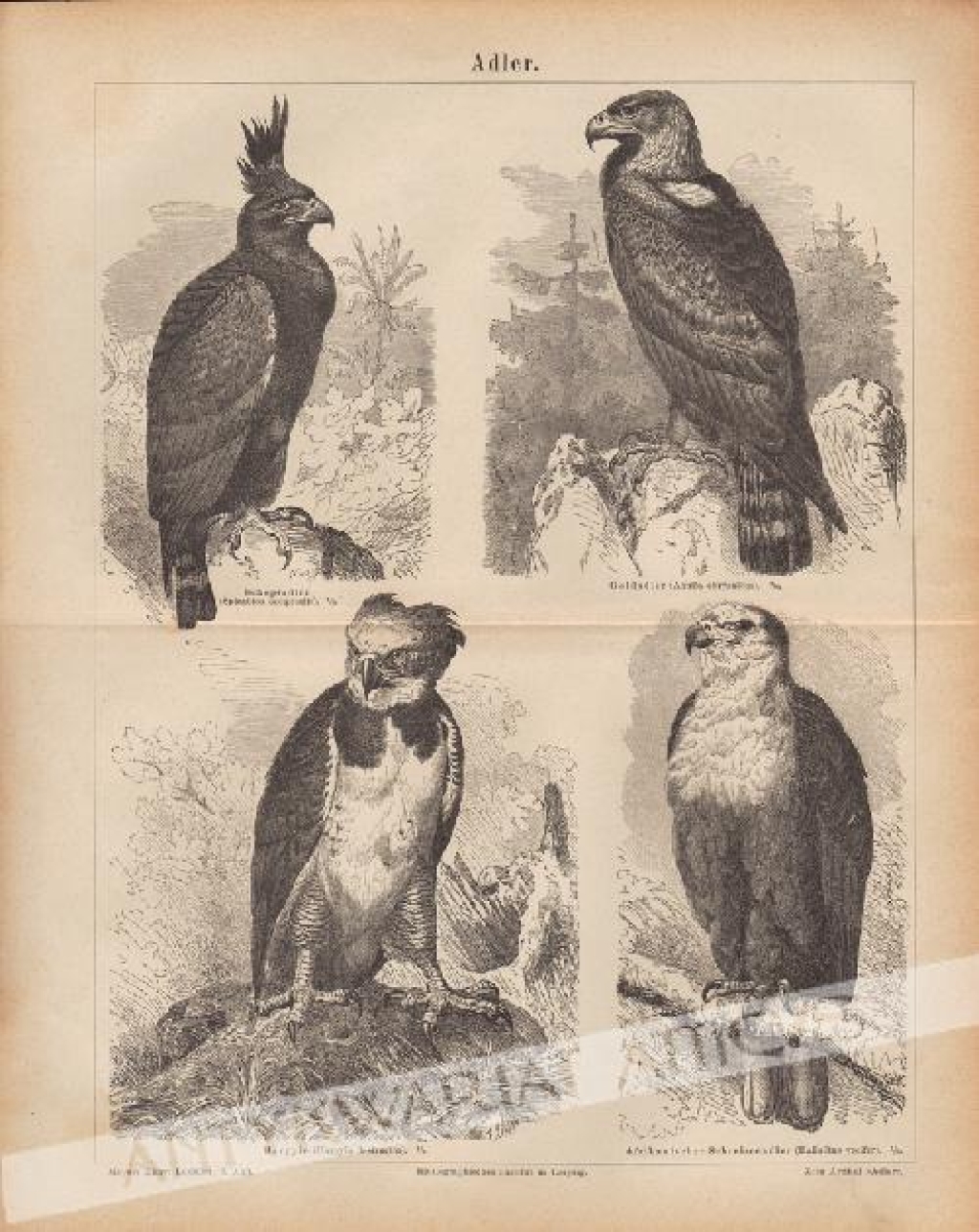 [rycina, ok. 1874 r.] Adler [Orzeł i jastrzębiowate]