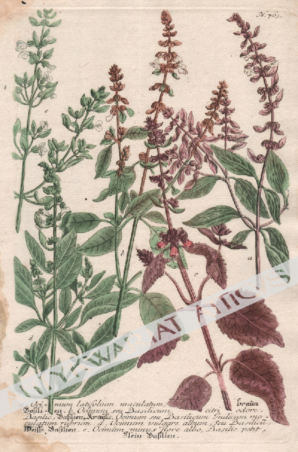 [rycina, 1737-1745][Bazylia] a. Ocimum latifolium maculatum...