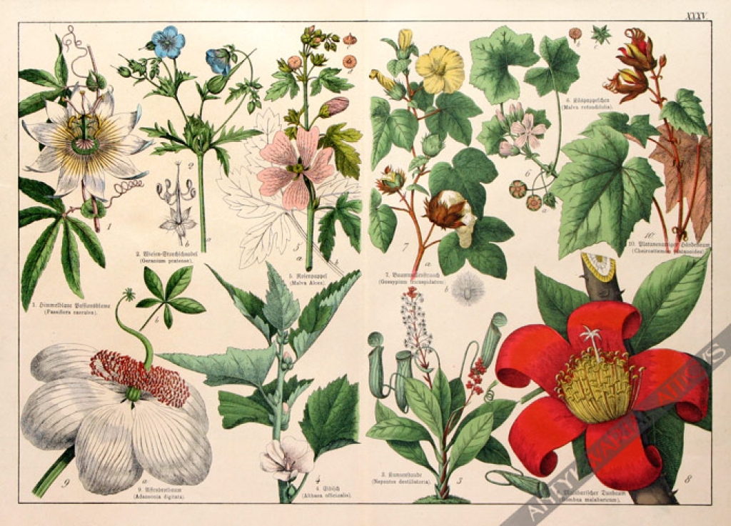 [rycina, 1887] Passiflora caerulea [Męczennica błękitna, prawoślaz, (i inne rośliny)]