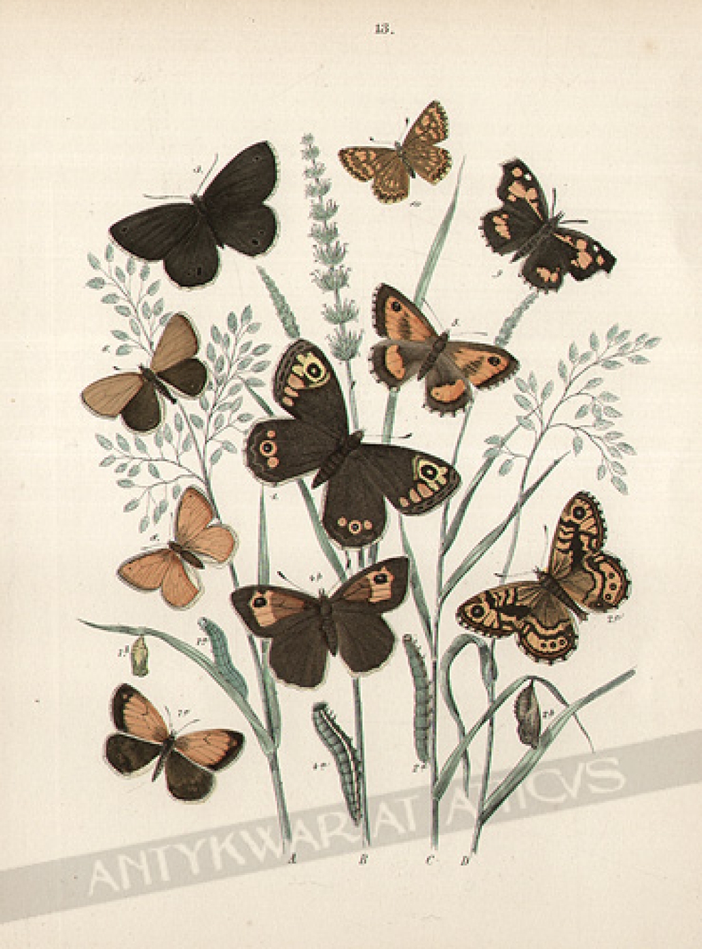 [rycina, 1882] [Motyle, rodzina (Satyridea - Libytheidae - Erycinidae)]
