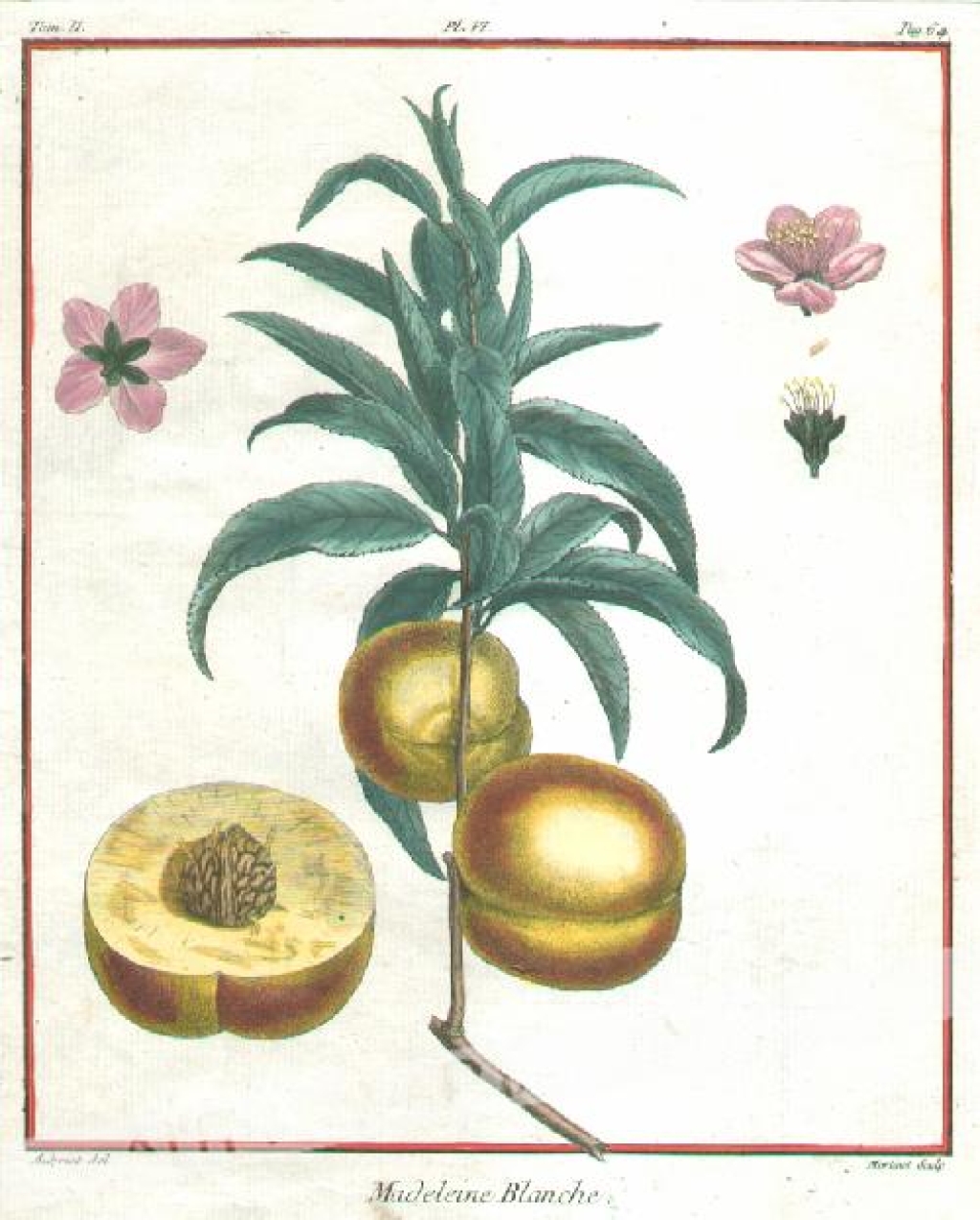 [rycina, 1768] Madeleine Blanche. [brzoskwinie]