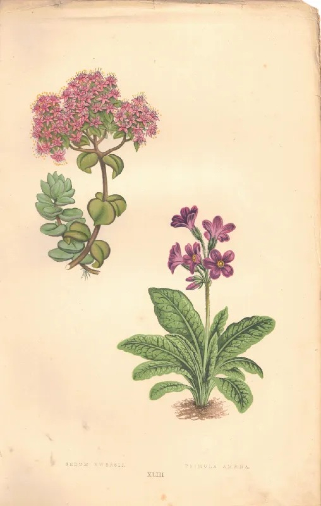 [rycina, 1873] Sedum Ewersii [Rozchodnikowiec Ewersa] Primula Amaena [Pierwiosnek]