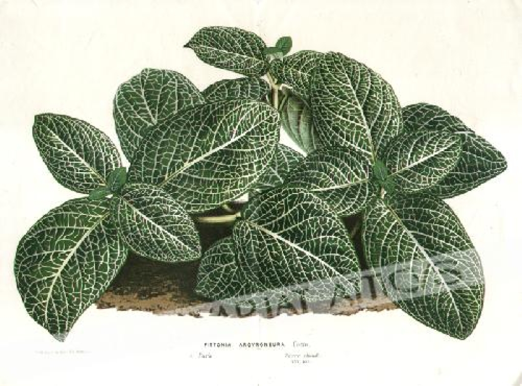 [rycina] Fittonia Argyroneura