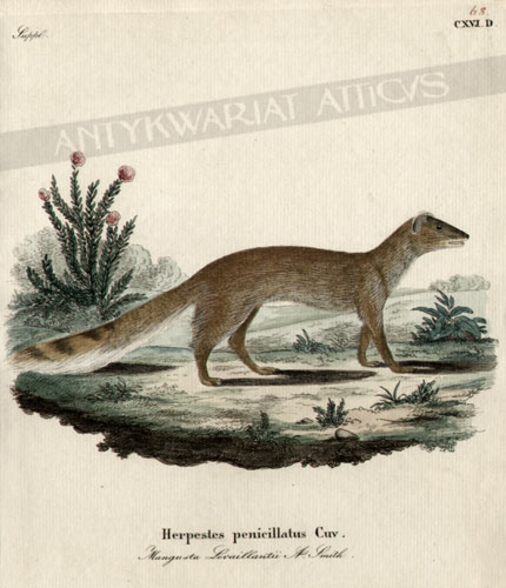 [rycina, ok.1775] Herpestes penicillatus Cuv.Mangusta Levaillantii A.Smith [Mangusta lisia]