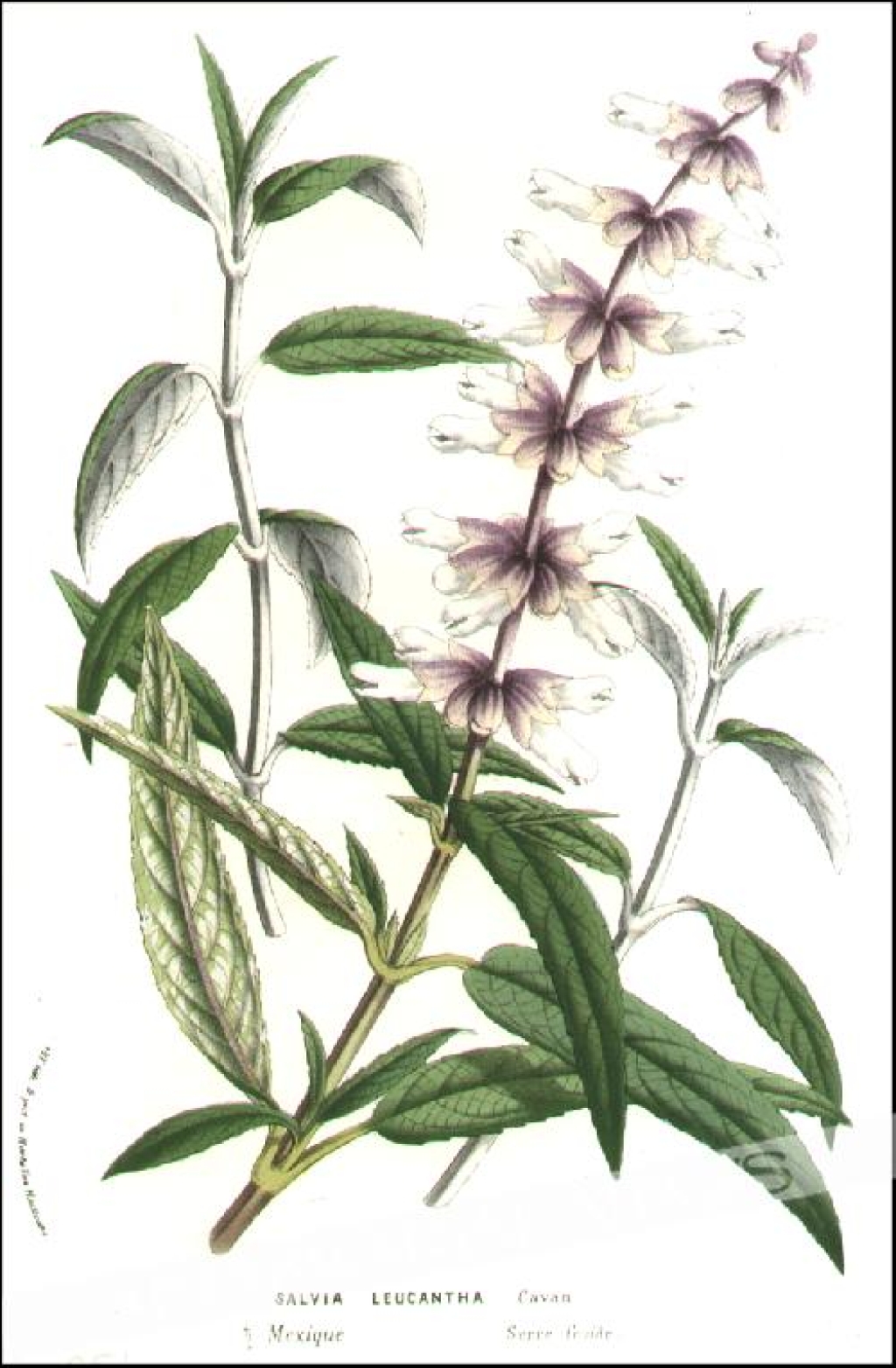 [rycina, ok.1880] Salvia Leucantha [Szałwia meksykańska]