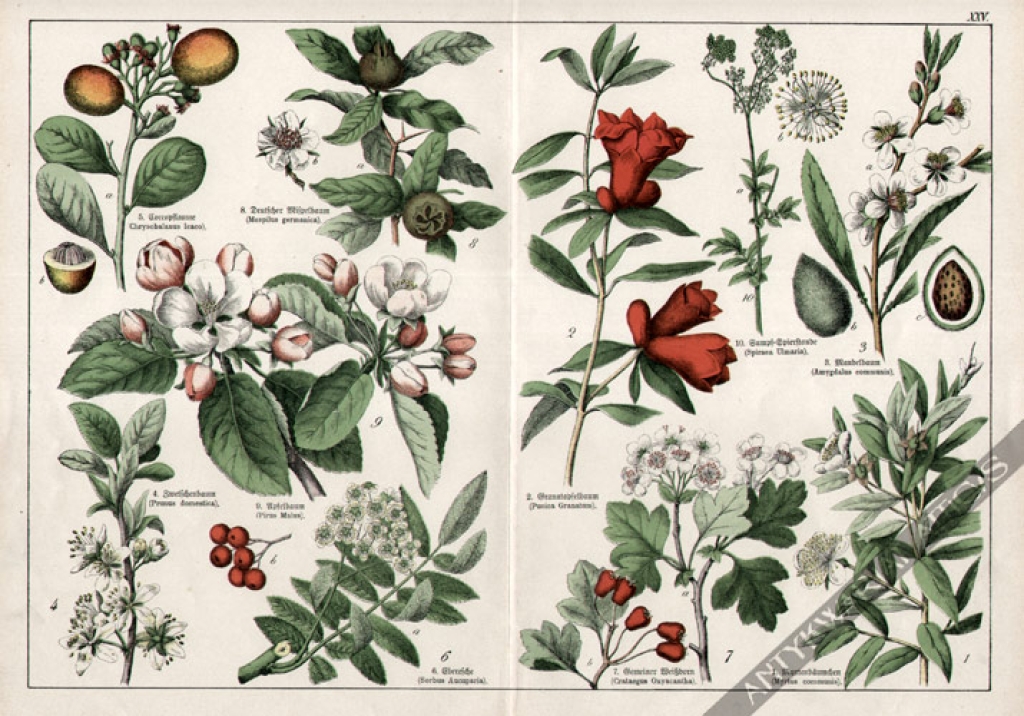 [rycina, 1887] Myrtus communis [mirt, głóg, jarzębina, jabłoń(i inne rośliny)]