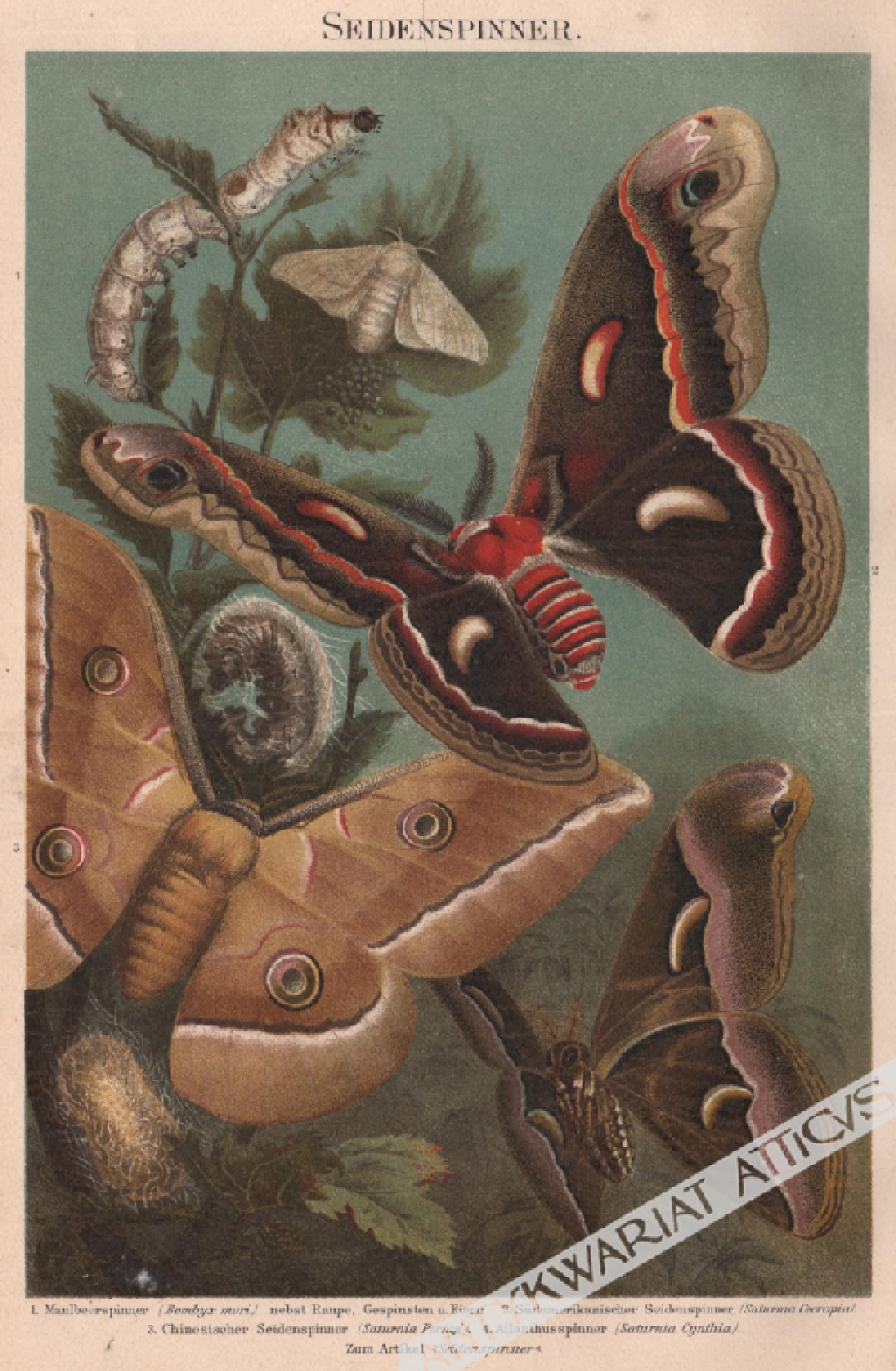 [rycina, 1897] Seidenspinner [Jedwabnik morwowy (Bombyx mori)]