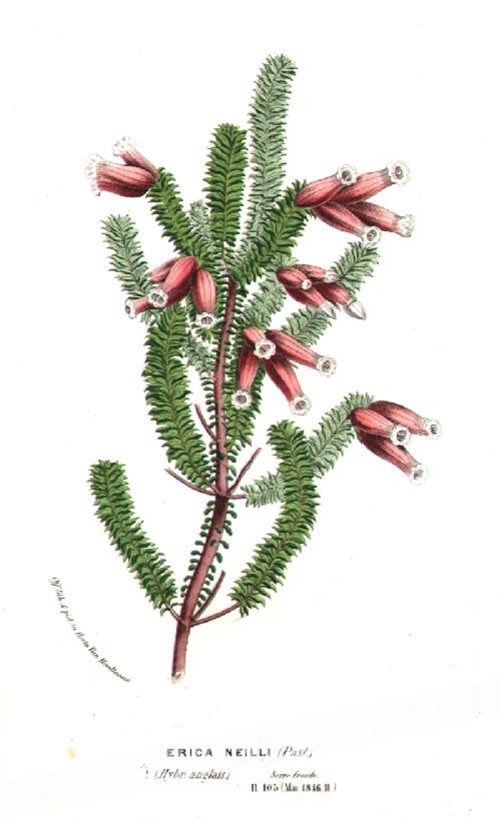 [rycina, 1880] Erica Neilli