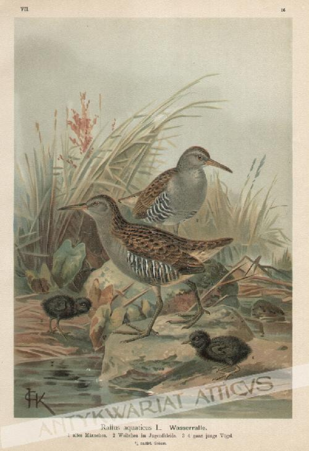 [rycina, 1900] [Wodnik zwyczajny] Rallus aquatius L. Wasserralle